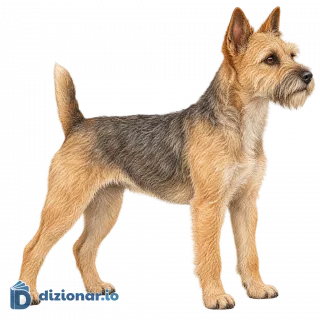 Cane di razza terrier
